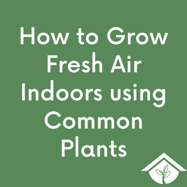 How to Grow Fresh Air Indoors using Common Plants