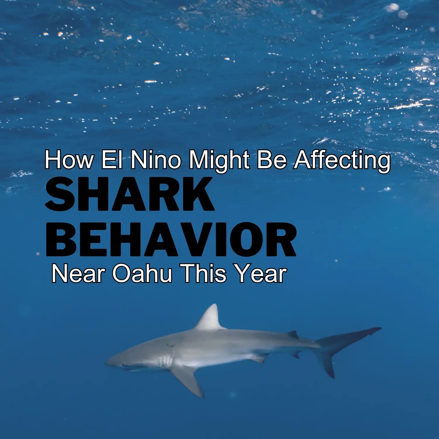 How El Nino Might Be Affecting Shark Behavior Near Oahu This Year