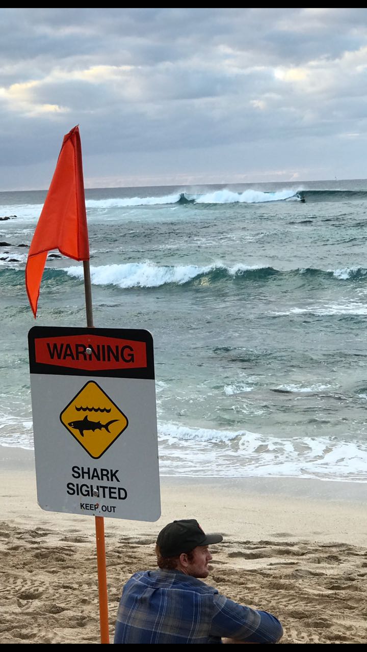 Shark Attack on the North Shore