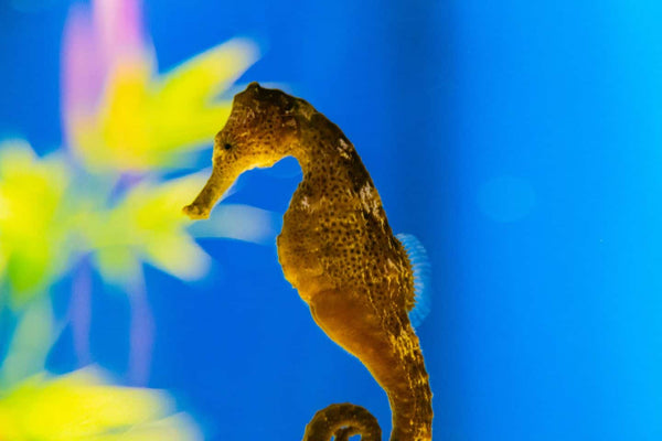 Hawaiian Smooth Seahorse