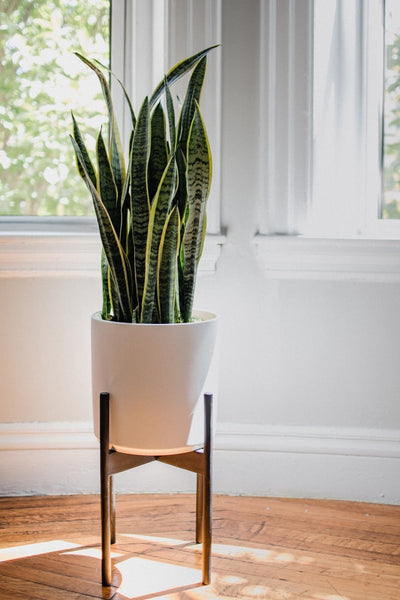 How to Grow Fresh Air Indoors using Common Plants