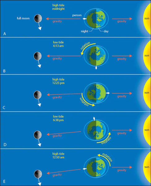 Understanding Tides: The Science Behind the Rise and Fall of Our Oceans