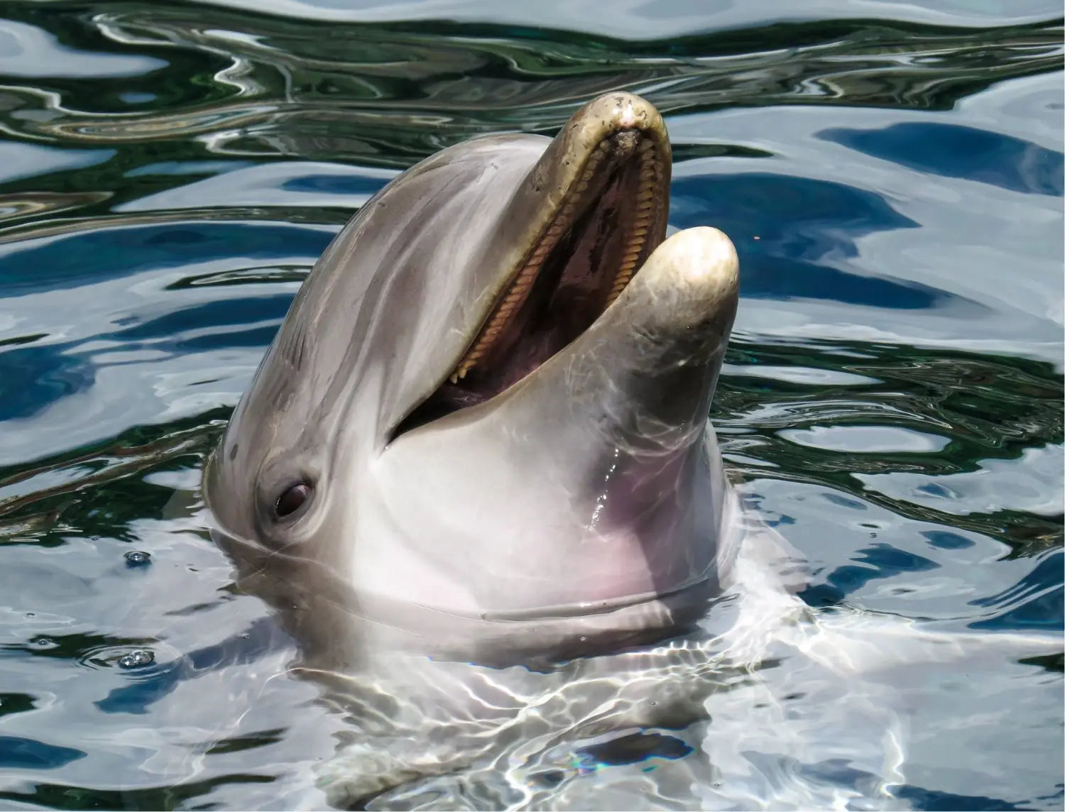 How Dolphins Sleep and What This Has to Do With Environmentalism and Tourism