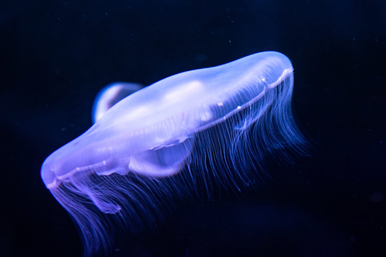 Turritopsis dohrnii “immortal jellyfish.”