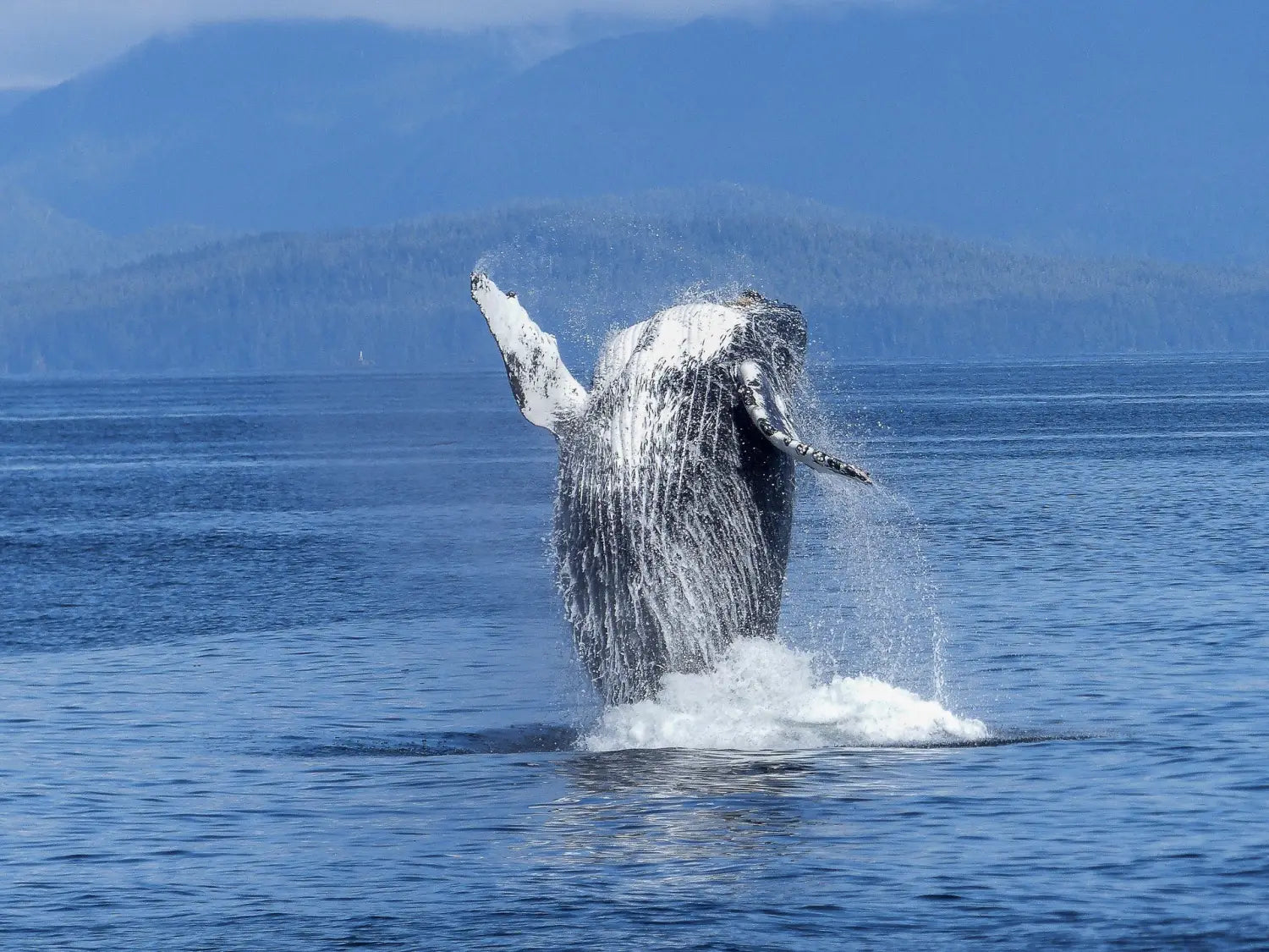 THE ATTEMPT TO TRANSLATE SPERM WHALE’S CLICKS AND FIND A WAY TO COMMUNICATE WITH THEM