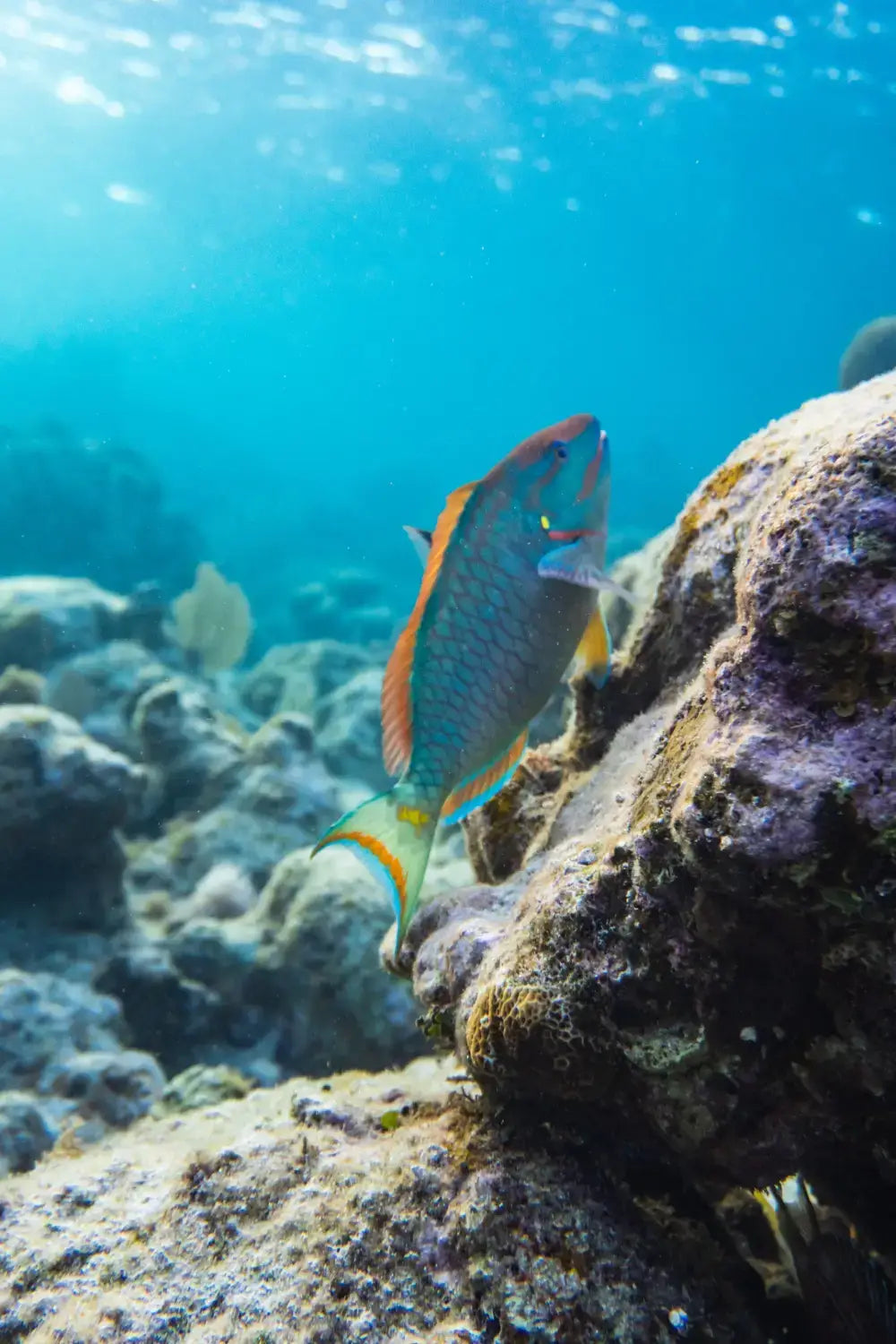 Parrot Fish